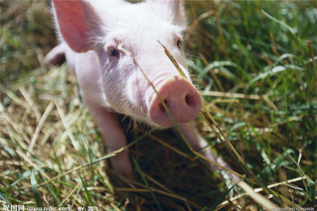 湖北生猪出栏量全国第五 畜禽养殖迈向绿色时代
