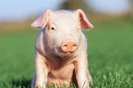 猪企7月业绩暴增！