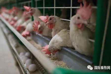 中国鸡肉生产商大举扩张 产量持续增加