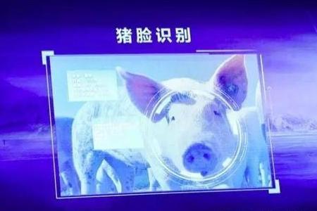 人工智能如何改变养猪业