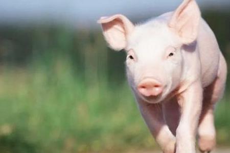 未来三到五年，生猪养殖业可能会出现严重过剩？