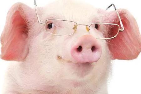 2020年中国生猪养殖行业产业链及相关企业发展分析